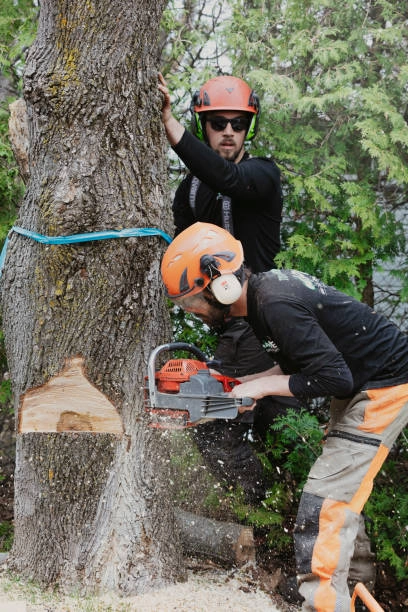 Choose Brea Tree Services & Arbor Care for Emergency Services