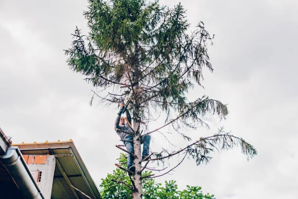 Commercial Tree Care