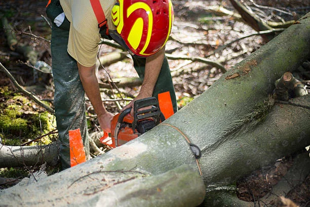 Cutting Down a Tree 1