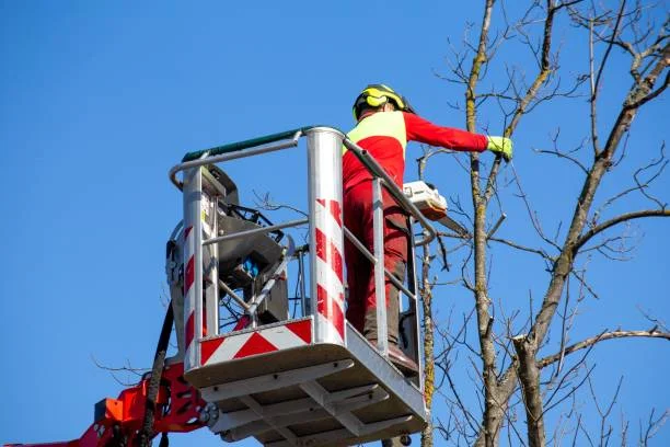 Cutting Down a Tree 2