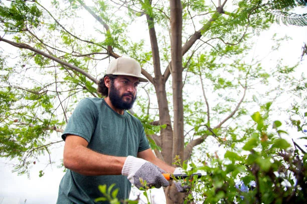 Maintenance and Trimming as Scheduled 2