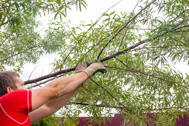 Shrub Cutting Trimming 2