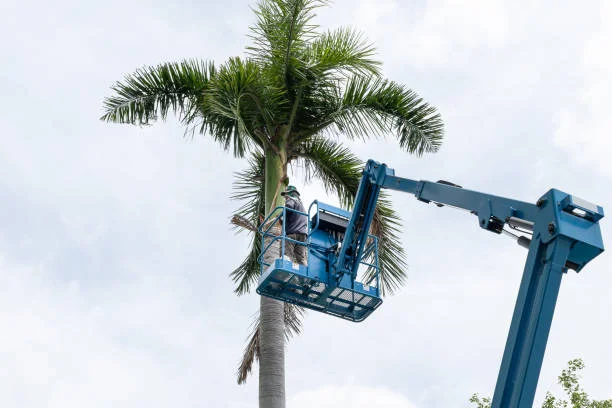 Tree Cutting Trimming