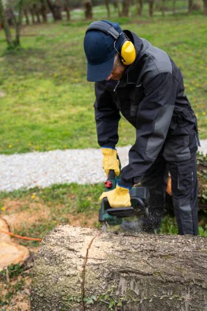 Tree Removal Services By Experienced Professionals 2