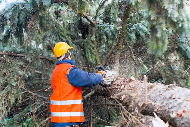 Tree Services for Emergency Situations