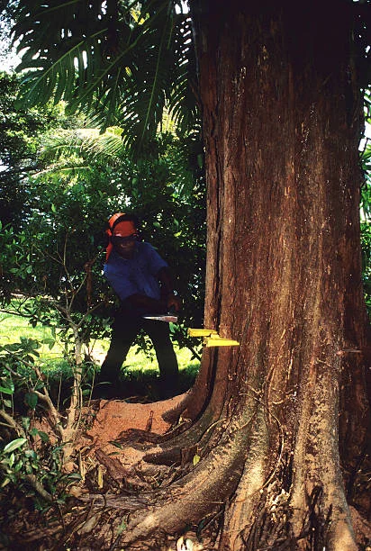 Trust Brea Tree Services & Arbor Care