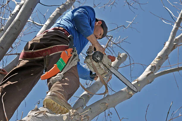 ‘Brea Tree Services & Arbor Care’ Removal Can Be Trusted