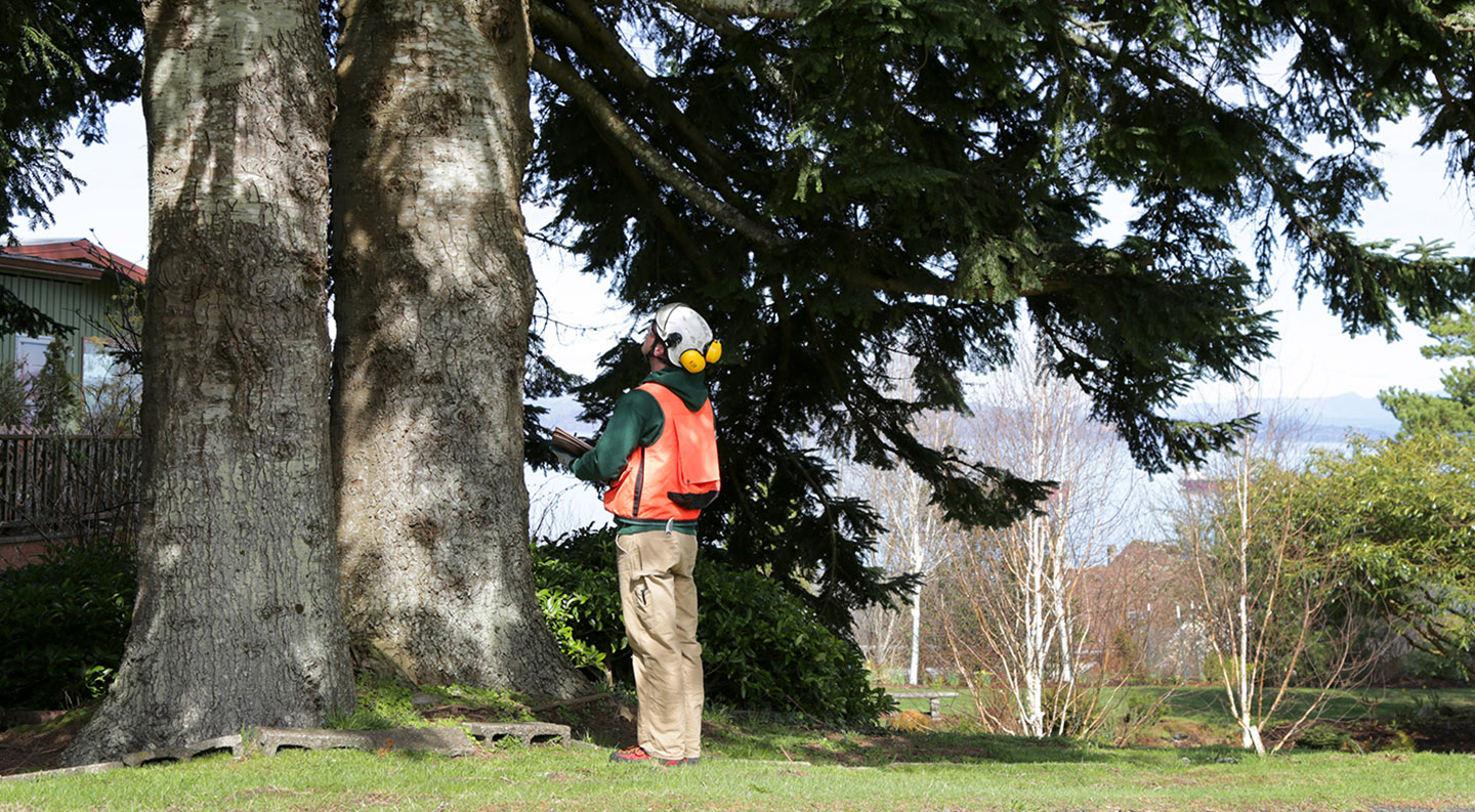 tree risk assesment