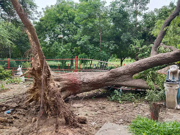 Emergency Tree Services brea ca