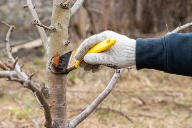 tree care brea ca