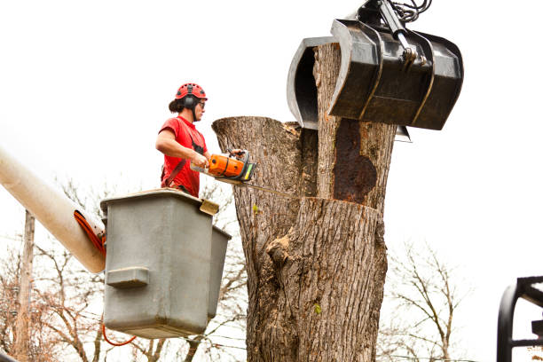 tree removal brea ca
