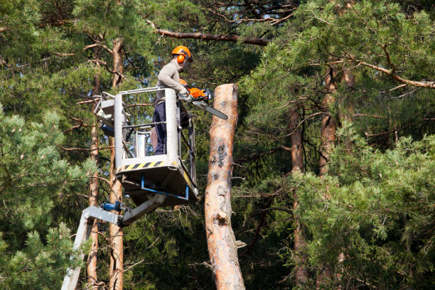 tree trimming brea ca