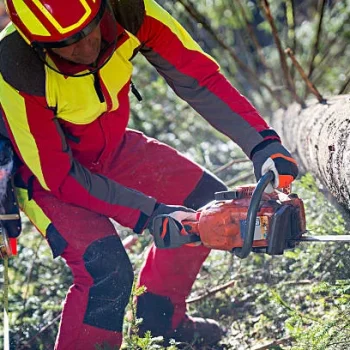 Brea Tree Services & Arbor Care 2