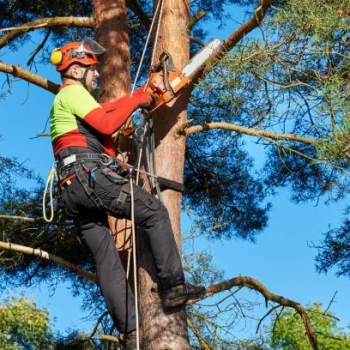 Brea Tree Services & Arbor Care 3