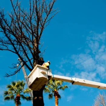 Brea Tree Services & Arbor Care 4